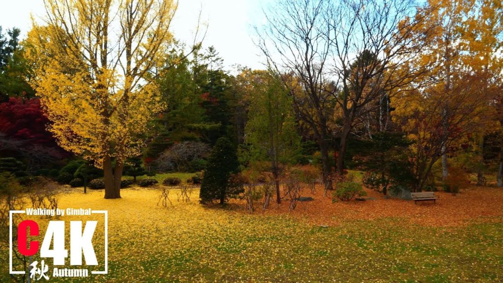 Walk in the Autumn Leaves of Toyohira Park in Sapporo C4K / 札幌市 豊平公園の紅葉を散歩 C4K Walk in the Autumn Leaves of Toyohira Park in Sapporo C4K / 札幌市 豊平公園の紅葉を散歩 C4K