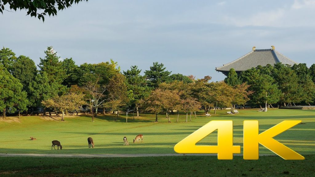 Nara Park & Deers - 奈良公園 - 4K Ultra HD