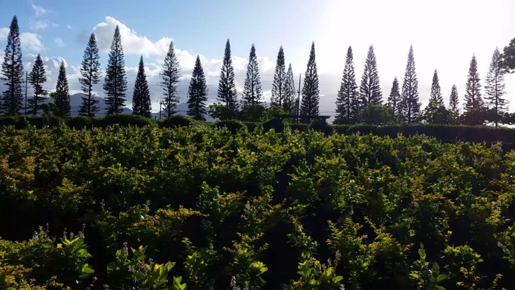 Pineapple Garden Maze, World's Largest Maze, at Dole Pineapple Plantation, Oahu, Hawaii