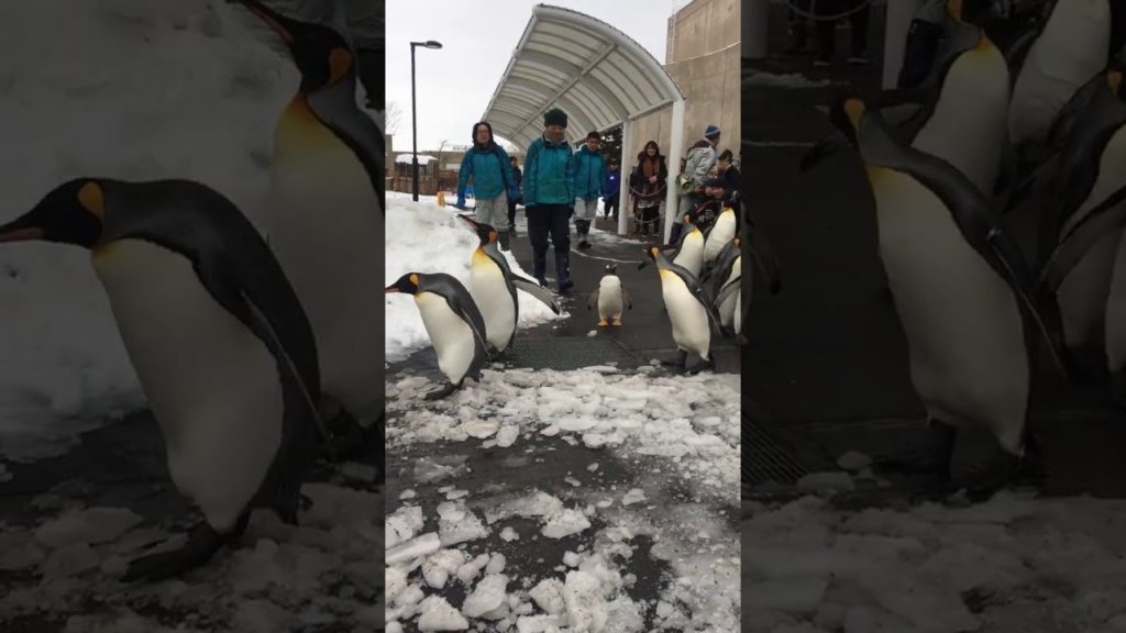 Penguin March at Asahikawa Zoo