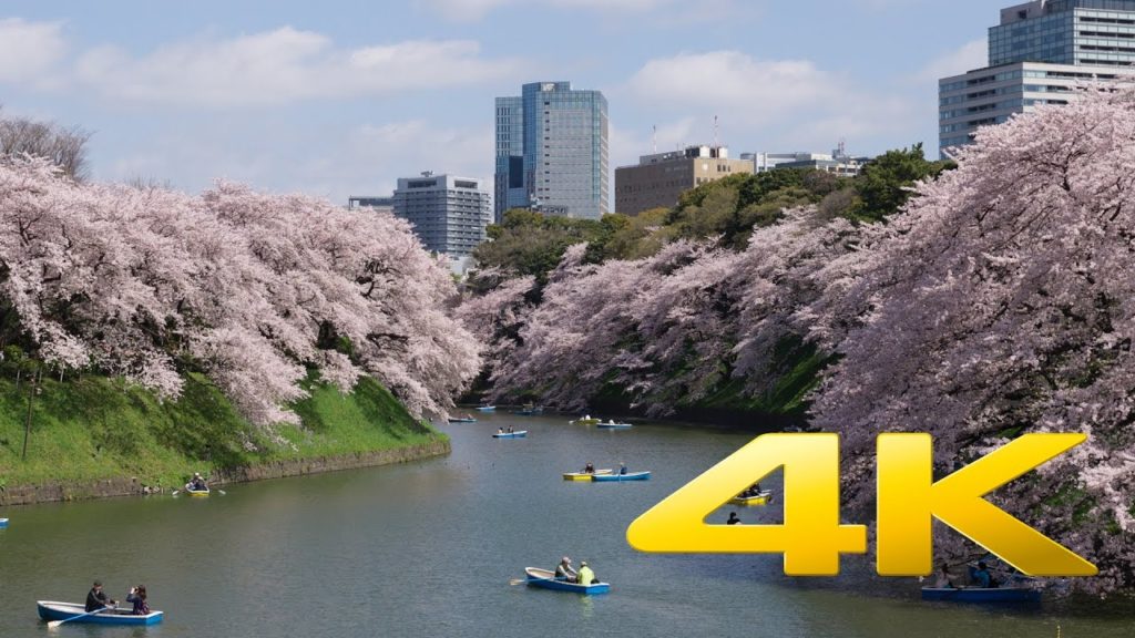 Chidorigafuchi Cherry Blossom - Tokyo - 千鳥ヶ淵 - 4K Ultra HD