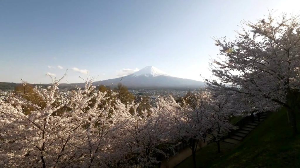【Live】Fuji Arakurayama sengen Sakura (Pagoda and Fuji view)