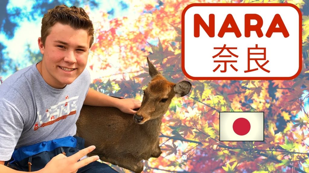 NARA, JAPAN: Todaiji Temple, Bowing Deer, Green Mochi NARA, JAPAN: Todaiji Temple, Bowing Deer, Green Mochi