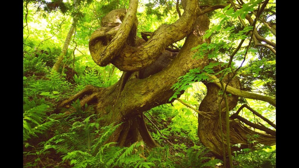 JG☆☆☆ 北海道 危険! お化けアスナロ林(天然記念物) Hokkaido,Native Forest in Esashi(Natural Monument)