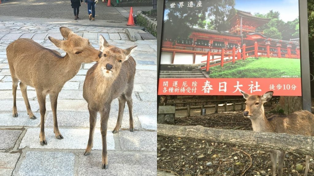 Day Trip to Nara Park | The Land of Deer