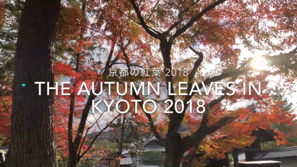 Fall Foliage in Kyoto 🍁Nanzen-ji 南禅寺🍁 紅葉 京都