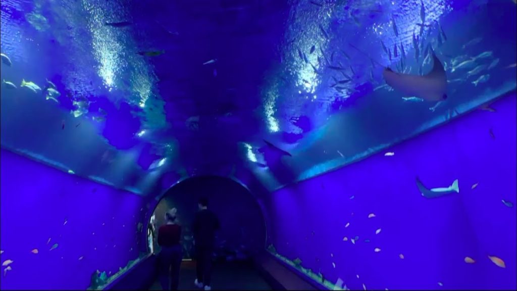 OSAKA AQUARIUM KAIYUKAN TOUR! JAPAN VLOG