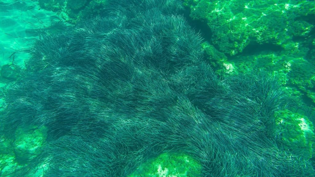 Osmo Pocket – Underwater 4K Osmo Pocket - Underwater 4K