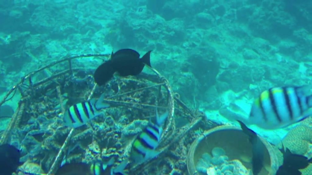 Busena Underwater Observatory in Okinawa