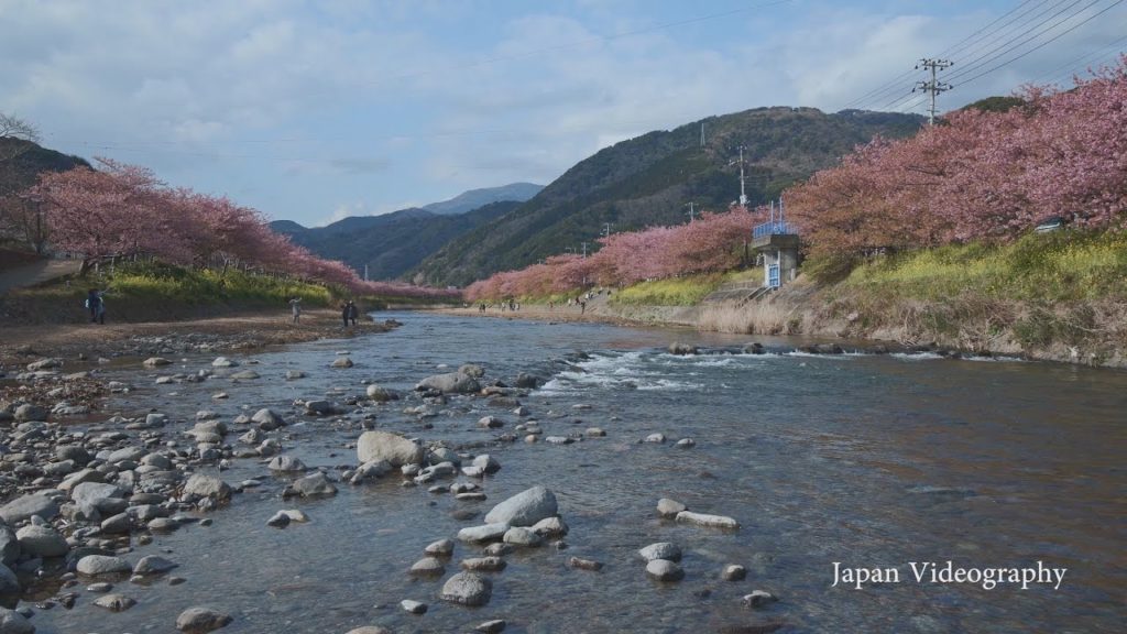 [4K]KAWAZU SAKURA 2017年 日本の美しい春の風景 伊豆・河津桜まつり 夜桜ライトアップ Japanese Beautiful Scenery