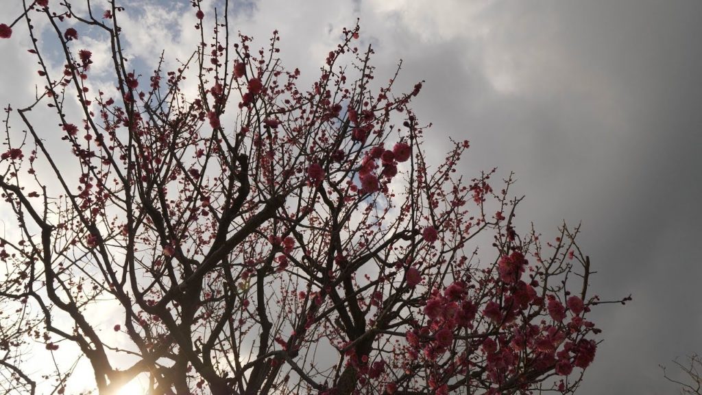 【4K】Tokyo Hanegi park - koto and plum