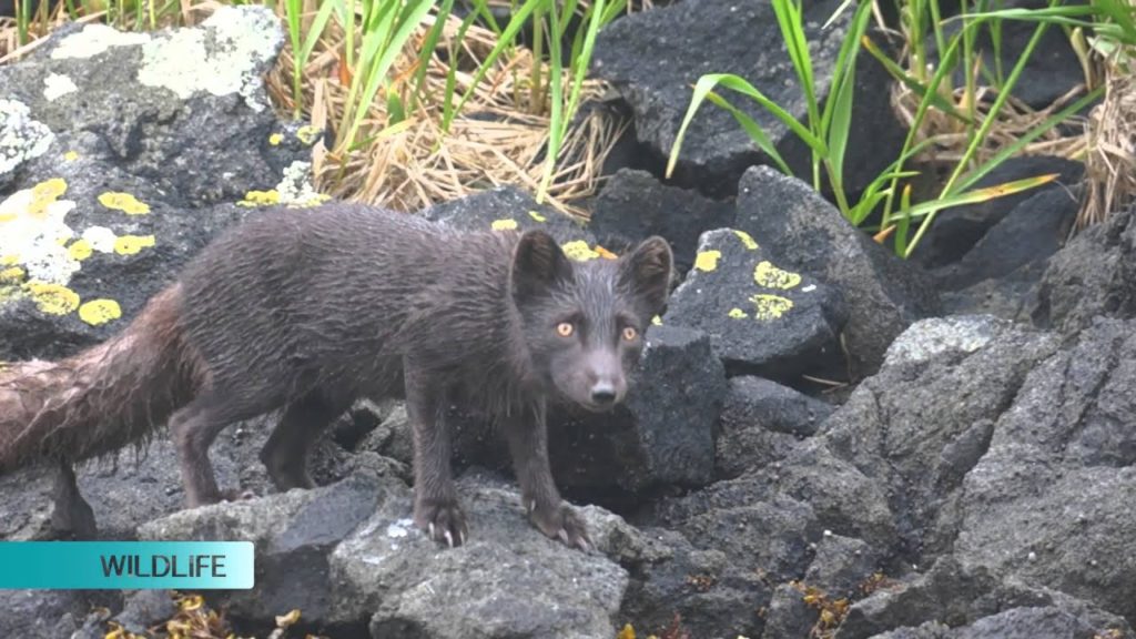 Silver Discoverer Experience: Exploring the Russian Far East ~ Silversea Expeditions ~ Cruise Review