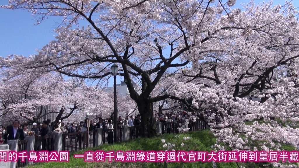 YOKOSO Japan Tour -- 千鳥淵的櫻花 --C34