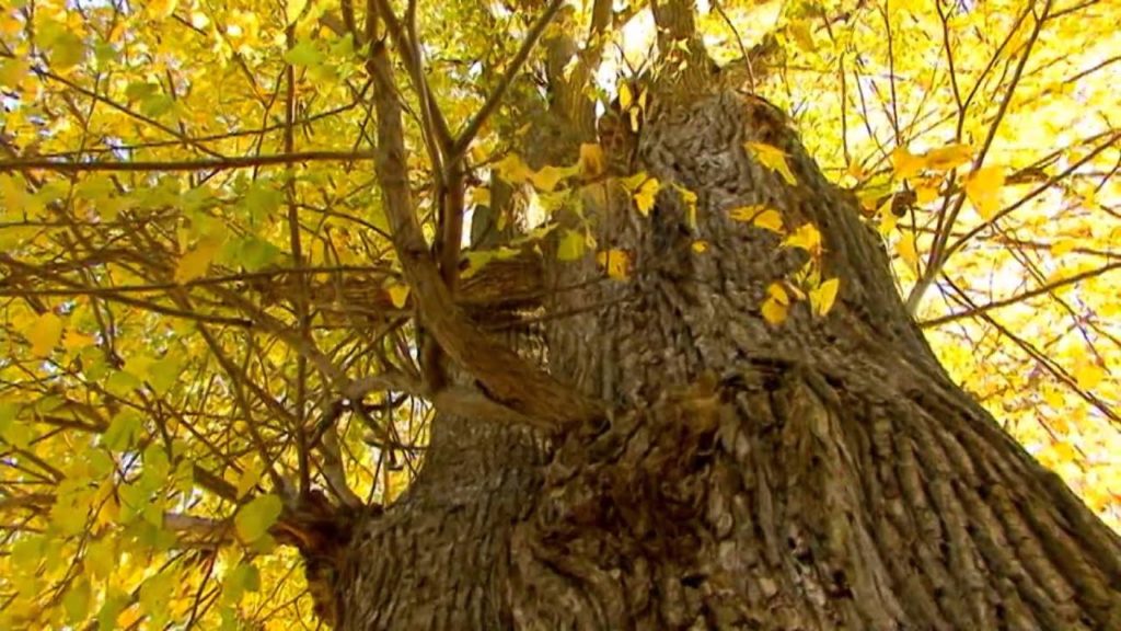 Four seasons of Tokiwa park. In 2010 autumn.