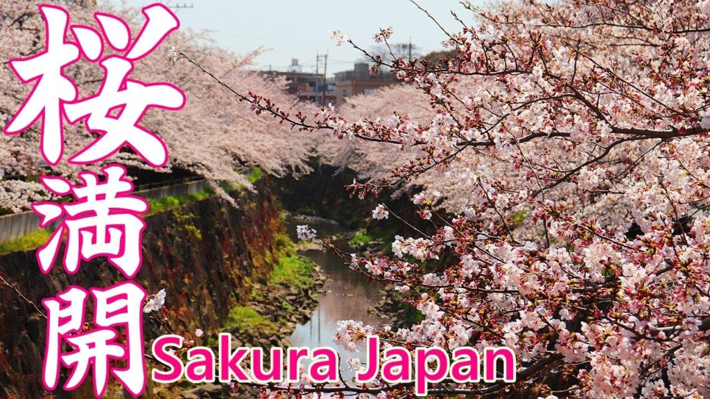 名古屋で一番有名なお花見スポット！山崎川の桜吹雪【平成最後の満開サクラ】 [SAKURA Japan]Cherry Blossoms at Yamazaki River , Nagoya Japan.