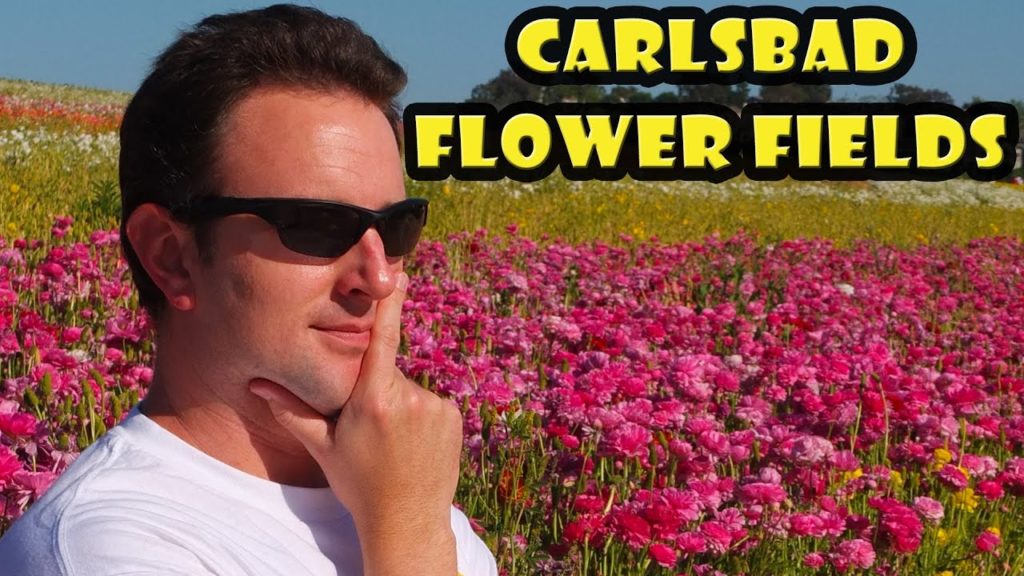 The Flower Fields at Carlsbad Ranch