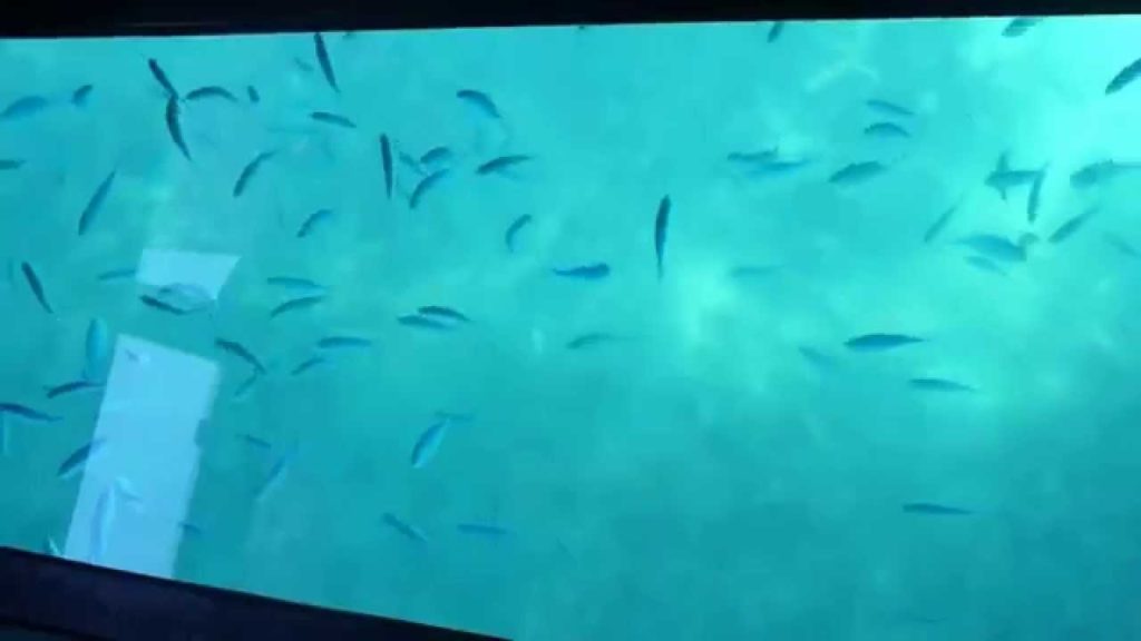 Glass bottom boat tour Nikko Alivila, Okinawa, Japan