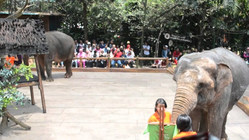 The Great Attraction with Elephants at Taman Safari (Zoo) Indonesia The Great Attraction with Elephants at Taman Safari (Zoo) Indonesia