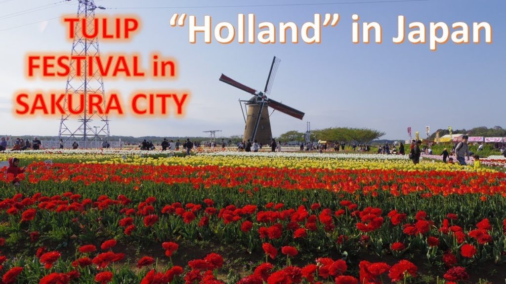 "Holland" in Japan in Sakura City 佐倉市 featuring Tulip Festival チューリップフェスタ(Visiting Japan) "Holland" in Japan in Sakura City 佐倉市 featuring Tulip Festival チューリップフェスタ(Visiting Japan)