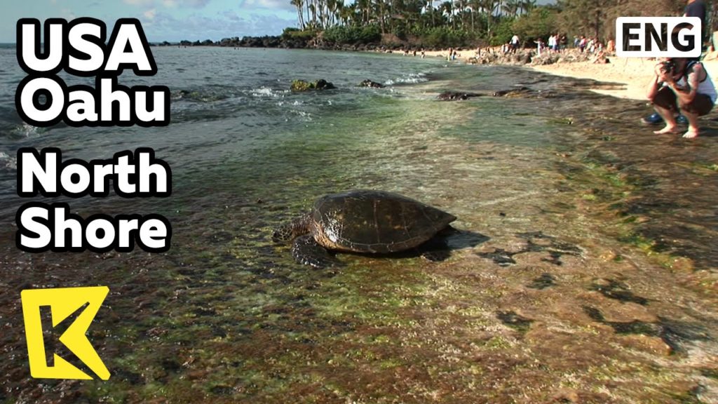 【K】USA Travel-Oahu[미국 여행-오하우]노스쇼어, 바다거북이 해변/North Shore/Turtle/Beach/Seal/Diving