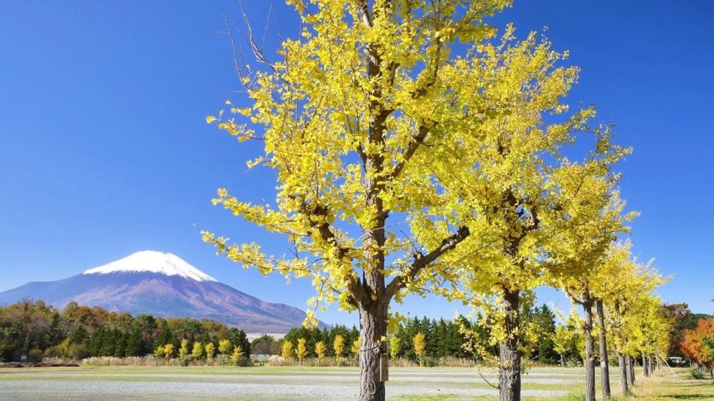 2019.11.01 紅葉始まる山中湖 [4K] #Yamanakako #AutumnLeaves #MtFuji