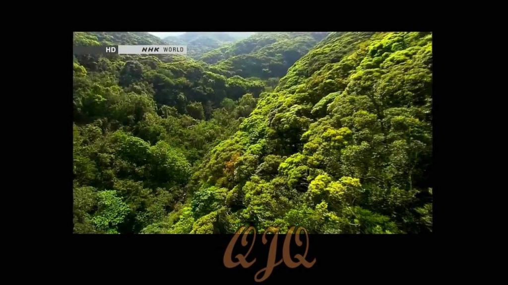 Yanbaru Forest, Okinawa غابة يانبارو - أوكيناوا