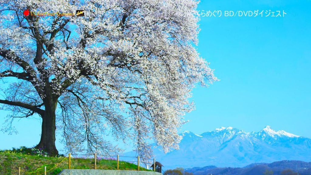 信州桜めぐり BD/DVDダイジェスト【4K UHD】　"Sakura of Shinshu Japan" BD/DVD Digest