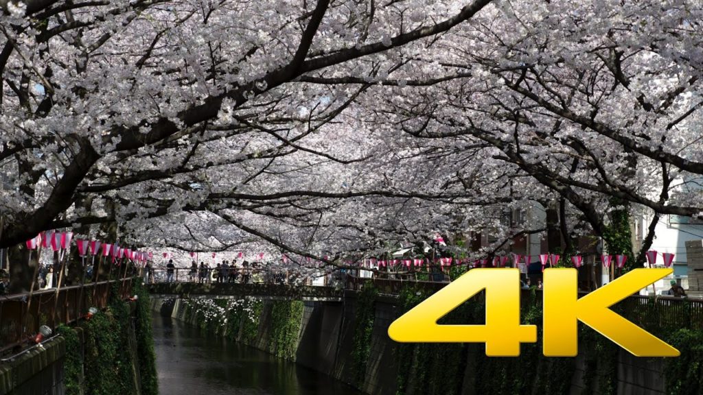 Tokyo Nakameguro Cherry Blossom – 中目黒のさくら – 4K Ultra HD Tokyo Nakameguro Cherry Blossom - 中目黒のさくら - 4K Ultra HD