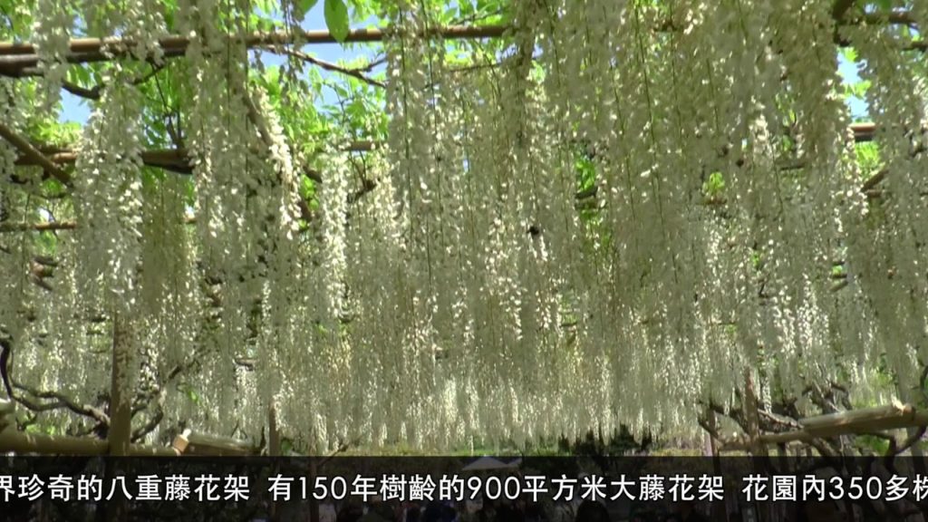 YOKOSO Japan Tour -- 足利花園 藤花 --C08