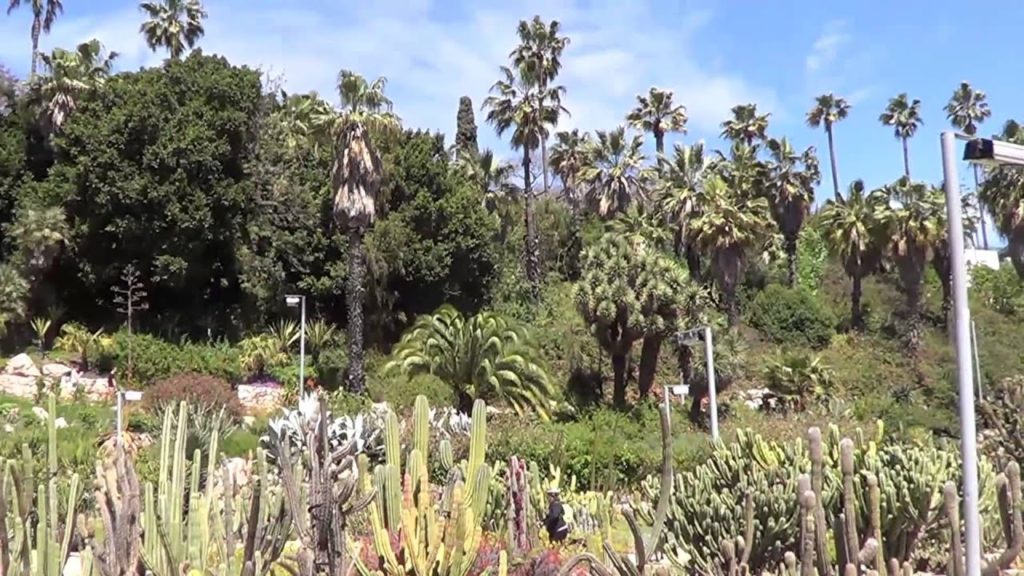 Succulents: Barcelona Cactus Garden jardins de Mossen Costa i Llobera