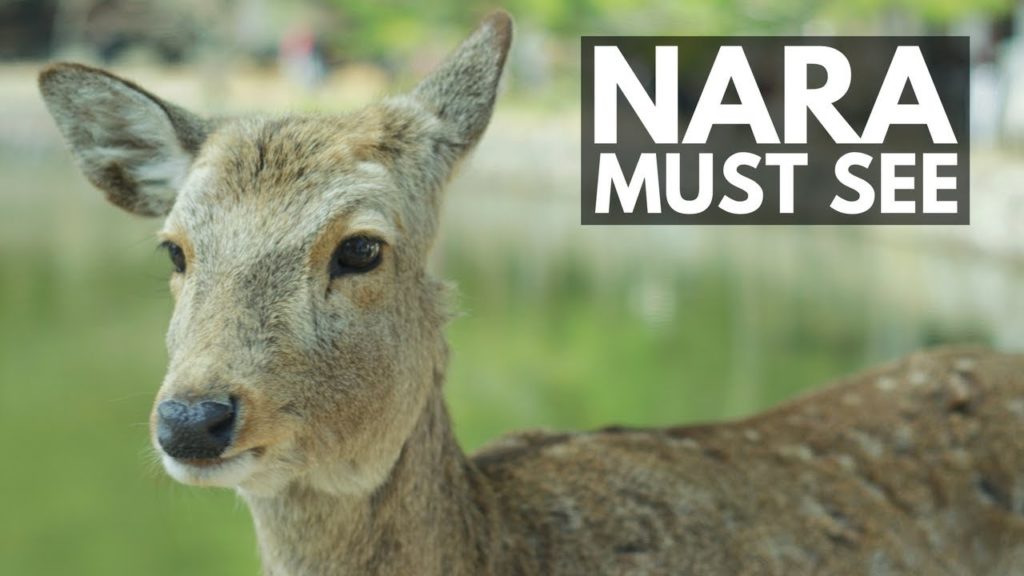 Nara Todaiji Temple and Deer Park Tour, Omizutori Fire Ritual | Japan Vlog 42 | Lin Nyunt