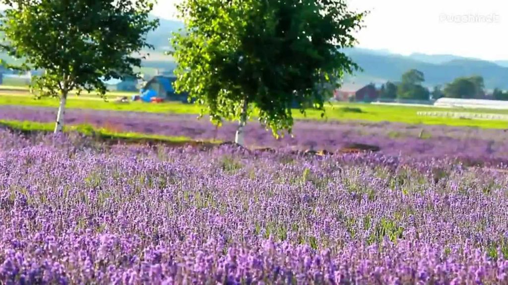 ファーム富田ラベンダーイーストの夕陽のラベンダー畑 @北海道上富良野町 Farm Tomita Lavender Farm in Kamifurano Hokkaido