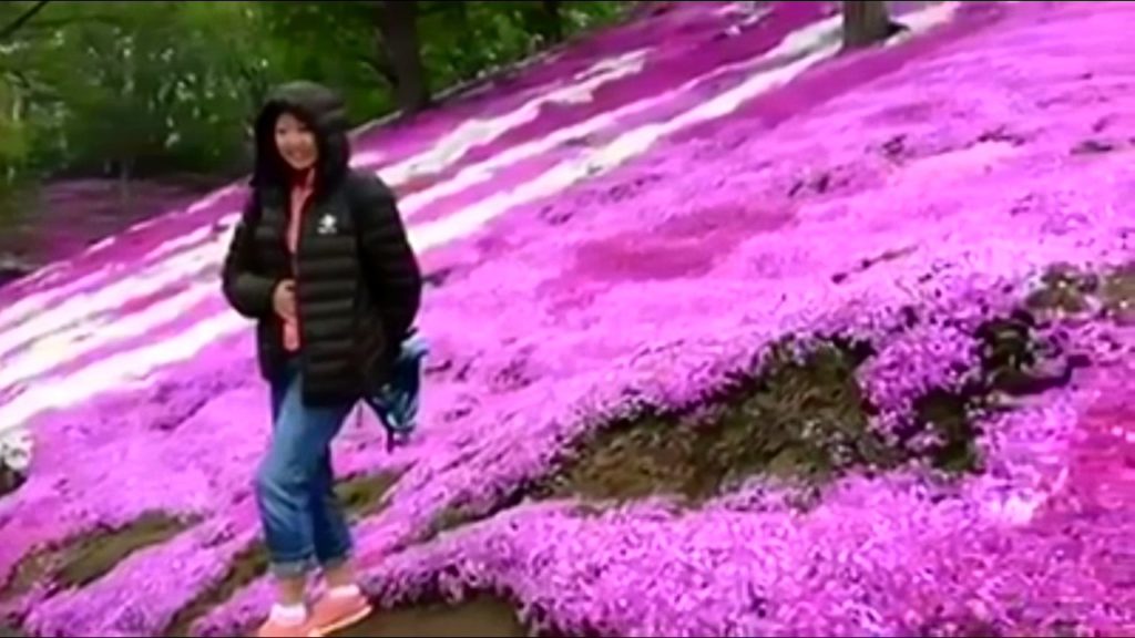 超值旅遊 - 日本北海道 (東藻琴芝櫻公園)