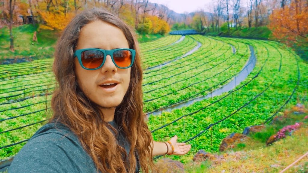 Dove nasce il WASABI? • Japan Interrail EP.2 Dove nasce il WASABI? • Japan Interrail EP.2