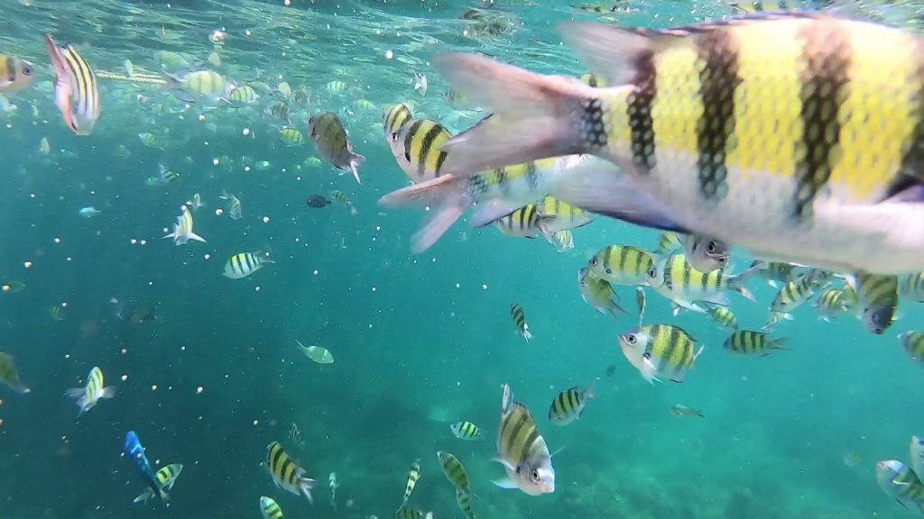 Koh Phi Phi Tailândia 2019 Parte 2 – Praias , Passeios , Restaurante , Balada à noite Koh Phi Phi Tailândia 2019 Parte 2 - Praias , Passeios , Restaurante , Balada à noite