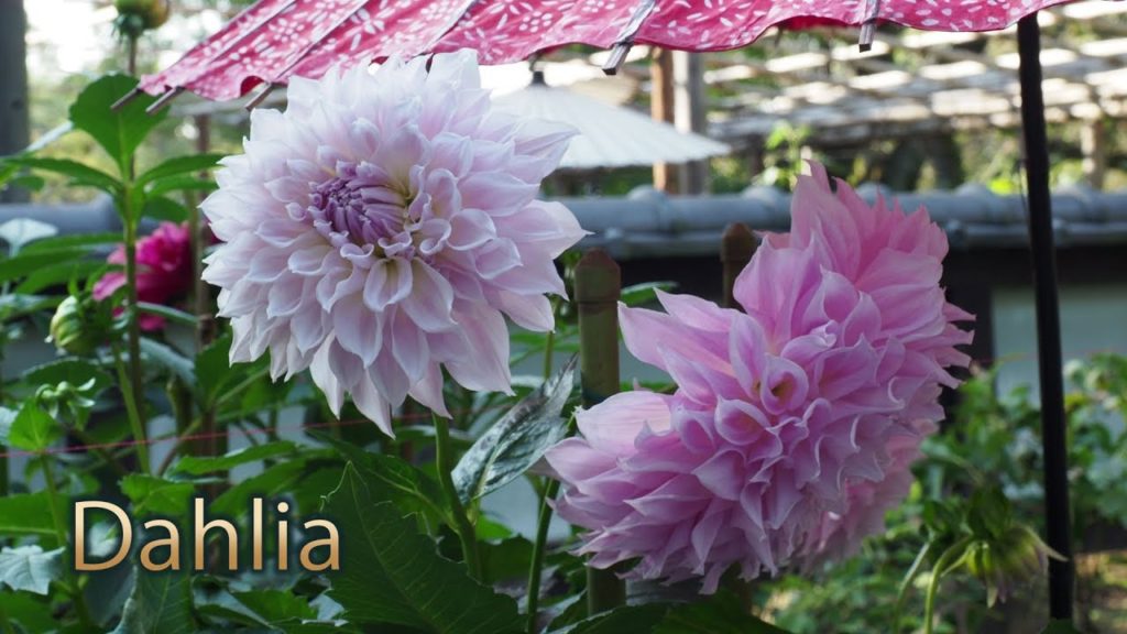 TOKYO. #ダリア #Dahlias at Ueno park.#4K