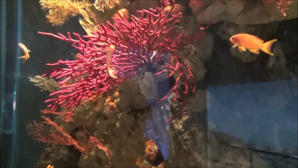 八景島的風景 2014 　Yokohama　"Japan Travel"