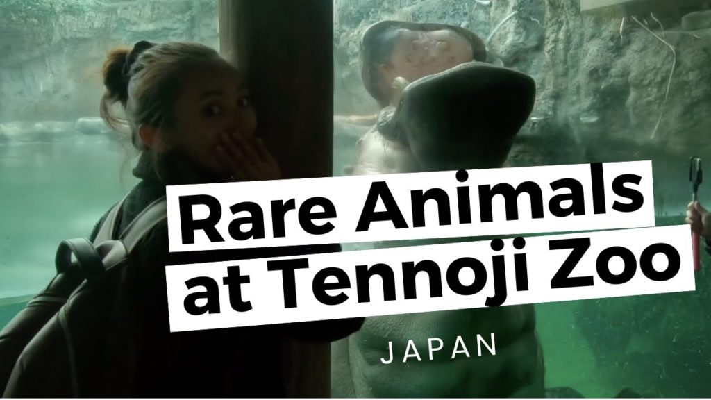 Rare Animals At Tennoji Zoo (Rhinoceros & Hippopotamus) 🇯🇵 | TRAVEL VLOG