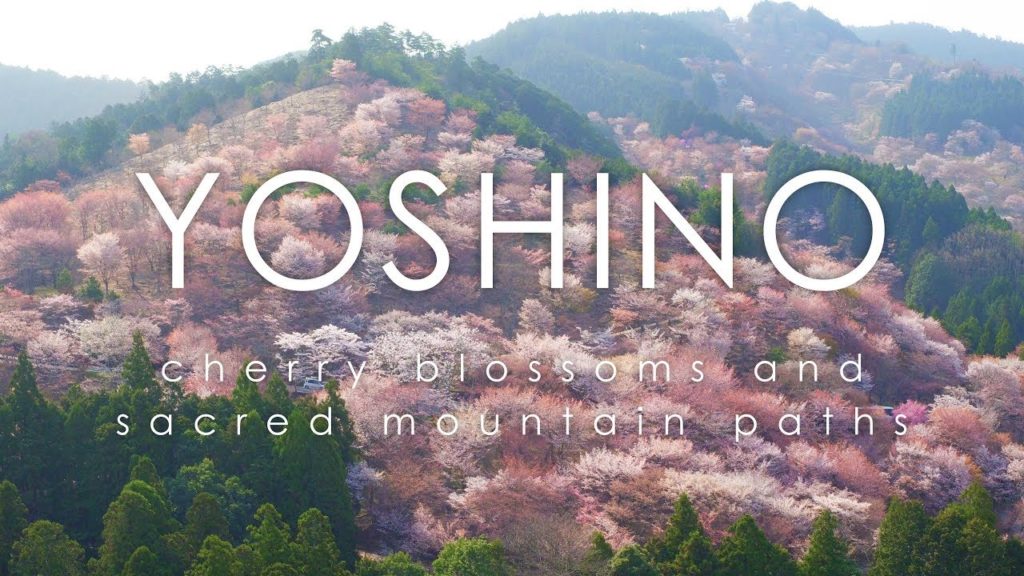 Yumemi Sakura, Yoshino - cherry blossoms and sacred mountain paths / 夢見櫻 - 奈良 吉野山 桜本坊 千本桜