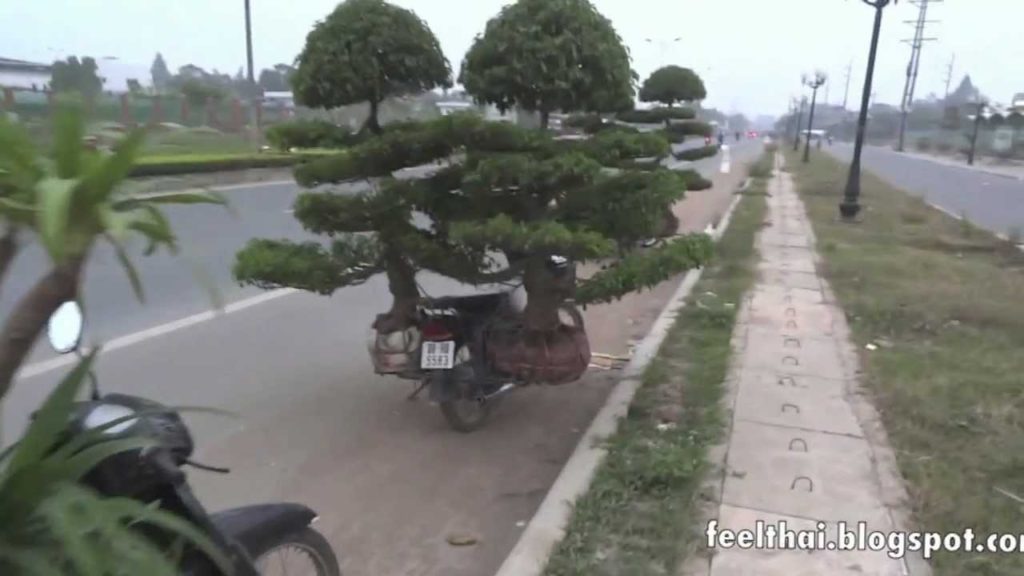 Motor Bonzai Vietnam