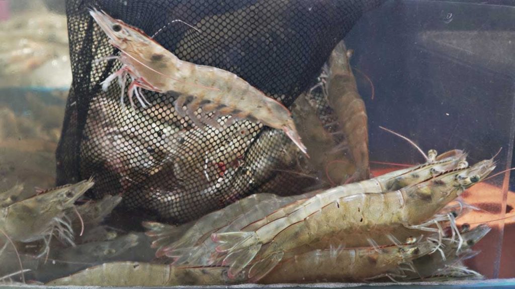 Korean Street Food - DANCING SHRIMP SASHIMI Seoul Korea Seafood