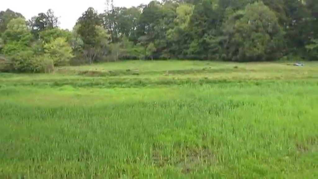 Field in spring, Hitachinaka, Japan  春☺️