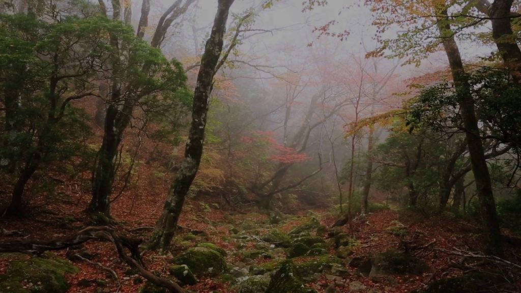 天城山紅葉　Beautiful autumn leaves in Japan. Photographed a wonderful forest of “MT.Amagi”. HD