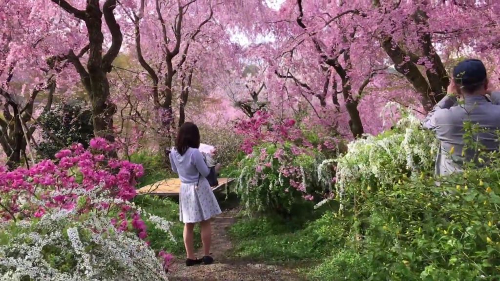 Weeping cherry in kyoto Haradani-en