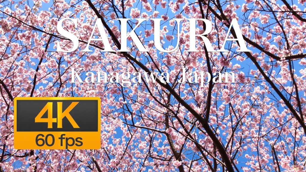 [4K 60fps]まつだ桜まつり 神奈川県足柄郡松田町