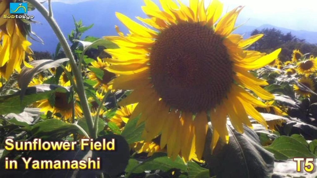 Sunflower Field in Yamanashi! Subtokyo T5 Sunflower Field in Yamanashi! Subtokyo T5