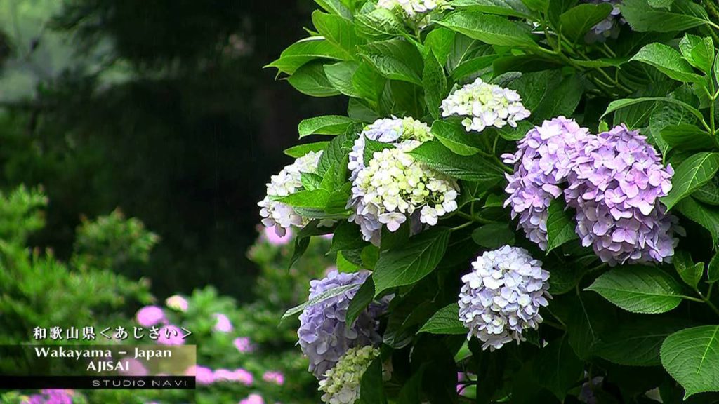 JAPAN / WAKAYAMA / AJISAI / あじさい