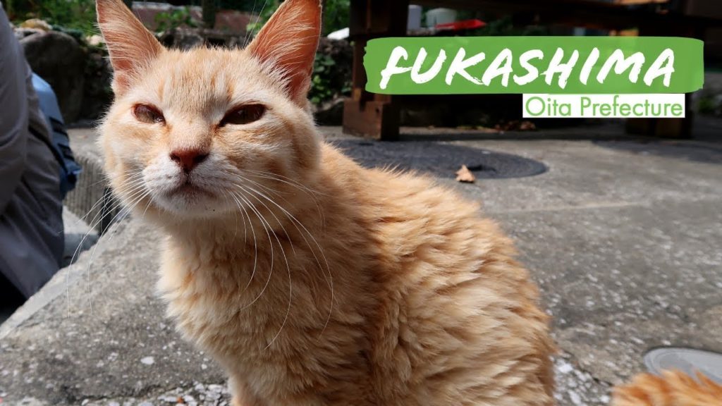 Visiting a Cat Island in Japan | Saiki, Oita