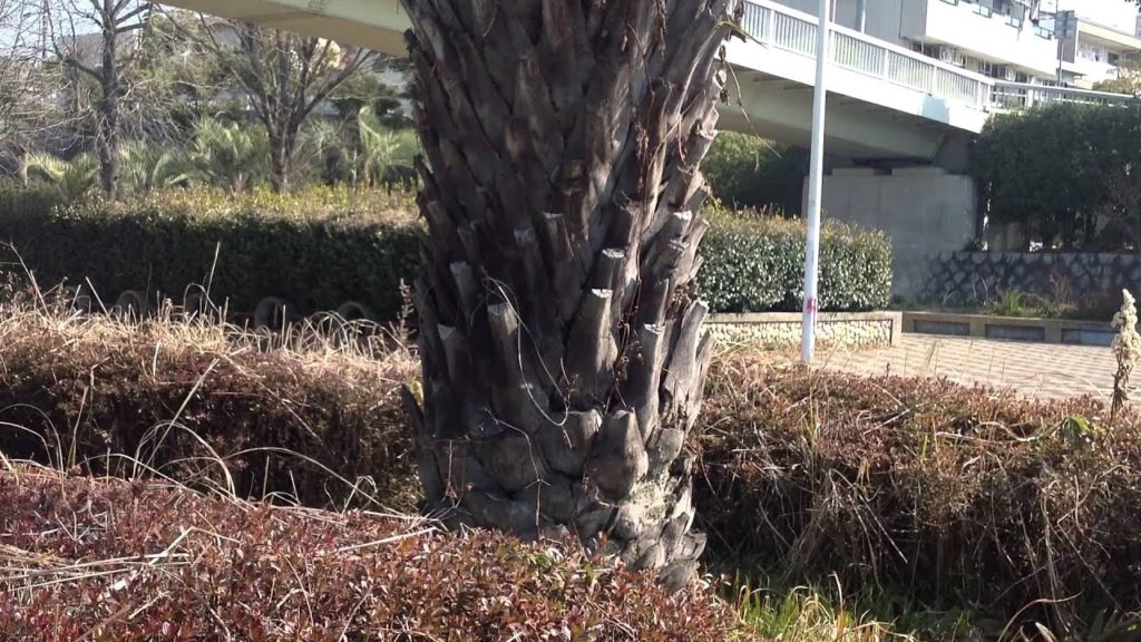 The tree of a big Japanese coconut
