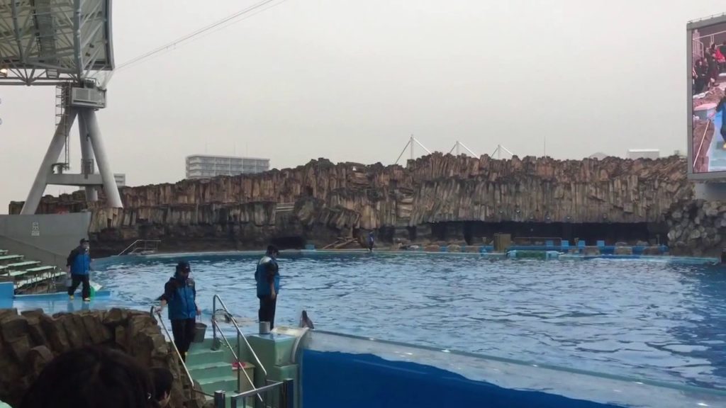 名古屋水族館海豚表演 Nagoya ocean park dolphins performance